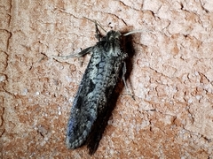 Acrolophus popeanella