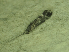 Ceraclea resurgens