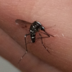 Aedes albopictus