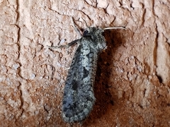 Acrolophus popeanella