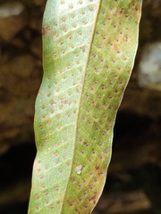 Drynaria quercifolia