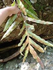 Drynaria quercifolia