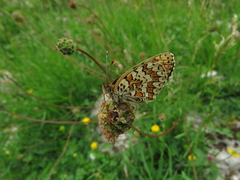 Melitaea pseudornata