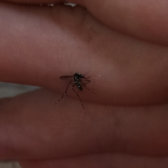 Aedes albopictus