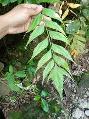 Asplenium macrophyllum