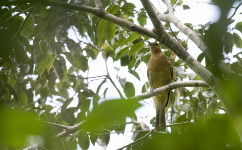 Yellowish Bulbul (Hypsipetes everetti), photo 10