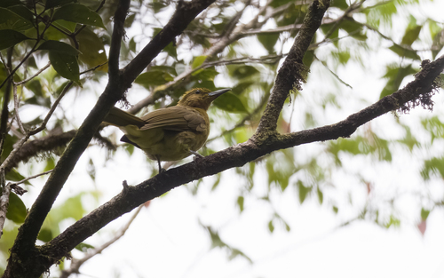 Yellowish Bulbul (Hypsipetes everetti), photo 9