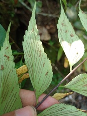 Asplenium macrophyllum