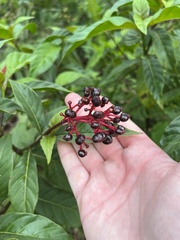 Palicourea crocea
