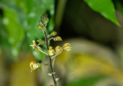 Plocoglottis