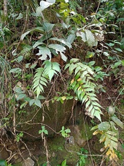 Asplenium macrophyllum