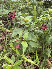 Palicourea crocea