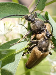 Trigonarthris proxima