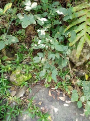 Hylodesmum podocarpum