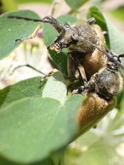 Trigonarthris proxima
