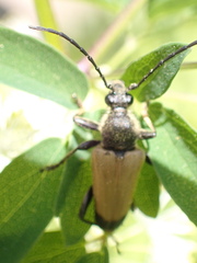 Trigonarthris proxima
