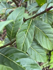 Palicourea crocea
