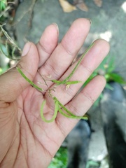 Hylodesmum podocarpum