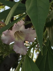 × chitalpa tashkentensis