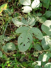 Hylodesmum podocarpum