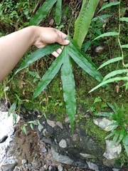 Microsorum membranifolium