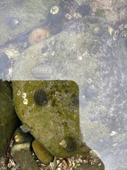 Lepidochitona cinerea