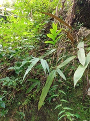 Microsorum membranifolium