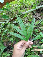 Microsorum membranifolium
