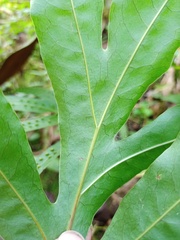 Microsorum membranifolium