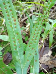 Microsorum membranifolium