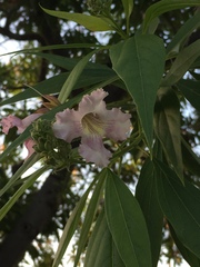 × chitalpa tashkentensis