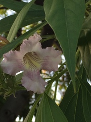× chitalpa tashkentensis