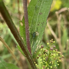 Oncotylus viridiflavus