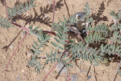 Astragalus subcinereus