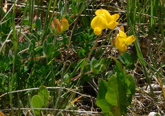 Lotus alpinus