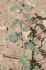 Astragalus subcinereus