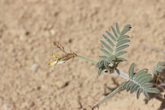 Astragalus subcinereus