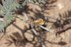 Astragalus subcinereus