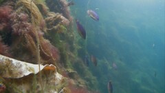 Centrolabrus exoletus