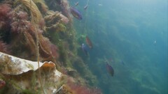 Centrolabrus exoletus