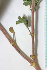 Astragalus subcinereus