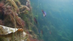 Centrolabrus exoletus