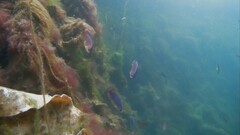 Centrolabrus exoletus