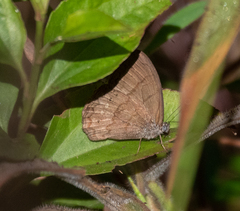 Paryphthimoides grimon