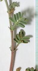 Astragalus subcinereus