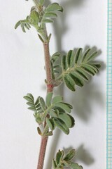 Astragalus subcinereus