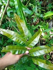 Stenochlaena palustris