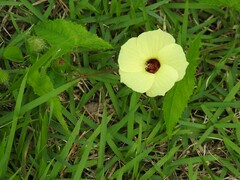 Pavonia cancellata
