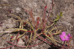 Drosera aquatica