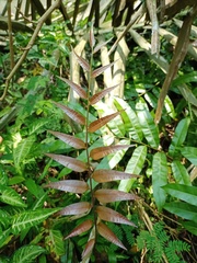 Stenochlaena palustris